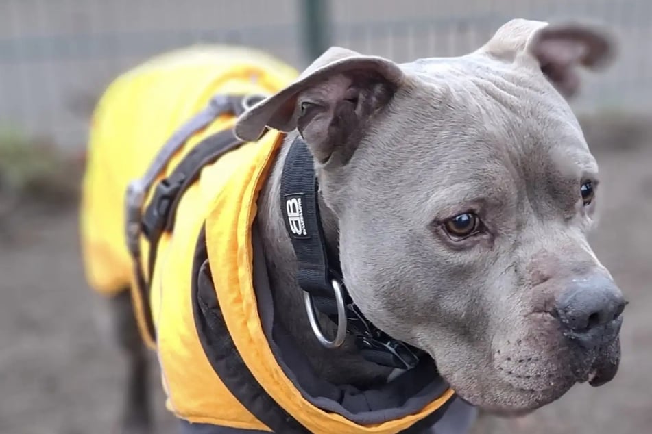 Achim sucht seit über sieben Jahren eine Familie: Wer gibt dem Hund eine Chance?