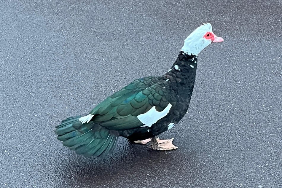 In Burg rannte eine Ente auf der Straße herum und musste einfangen werden.