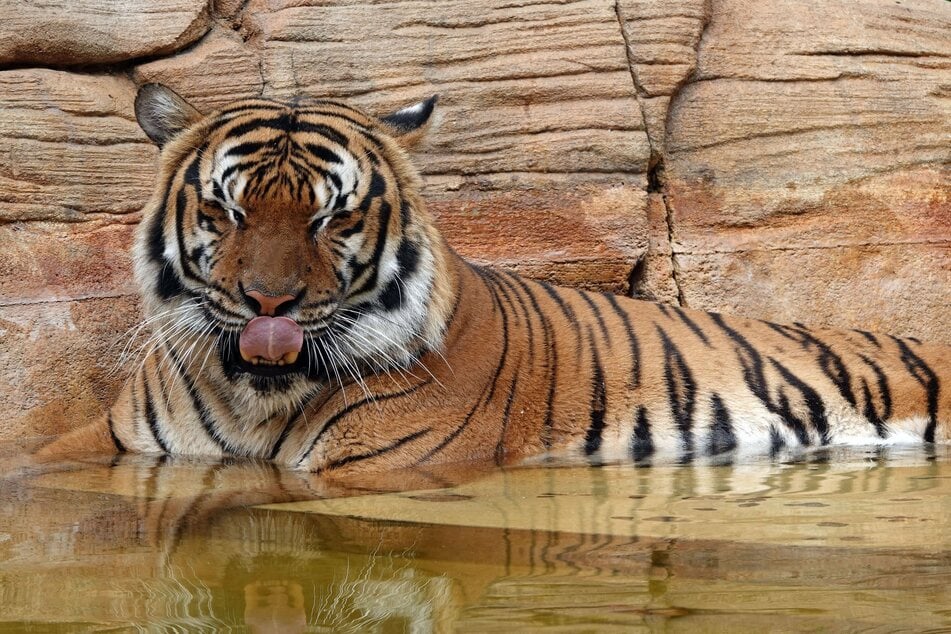 Der malaiische Tiger Eko wurde nur acht Jahre alt.
