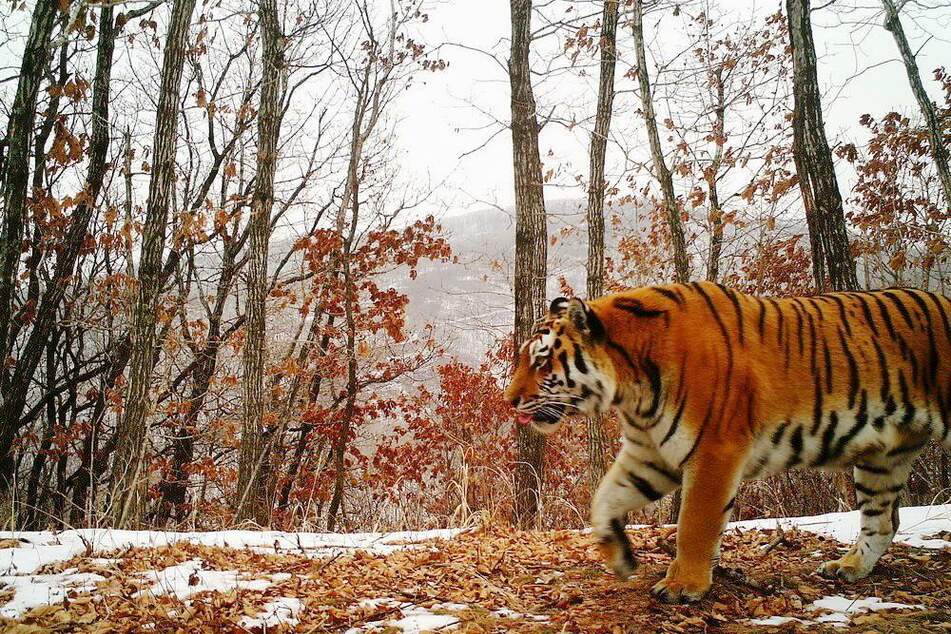 Ein Sibirischer Tiger (auch als Amurtiger bekannt) streift durch seinen natürlichen Lebensraum.