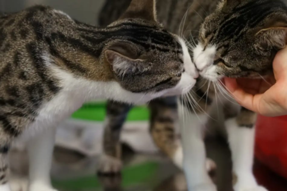 Diese cleveren Katzen öffnen sogar Türen: Wer schenkt Luna und Lara ein Zuhause?