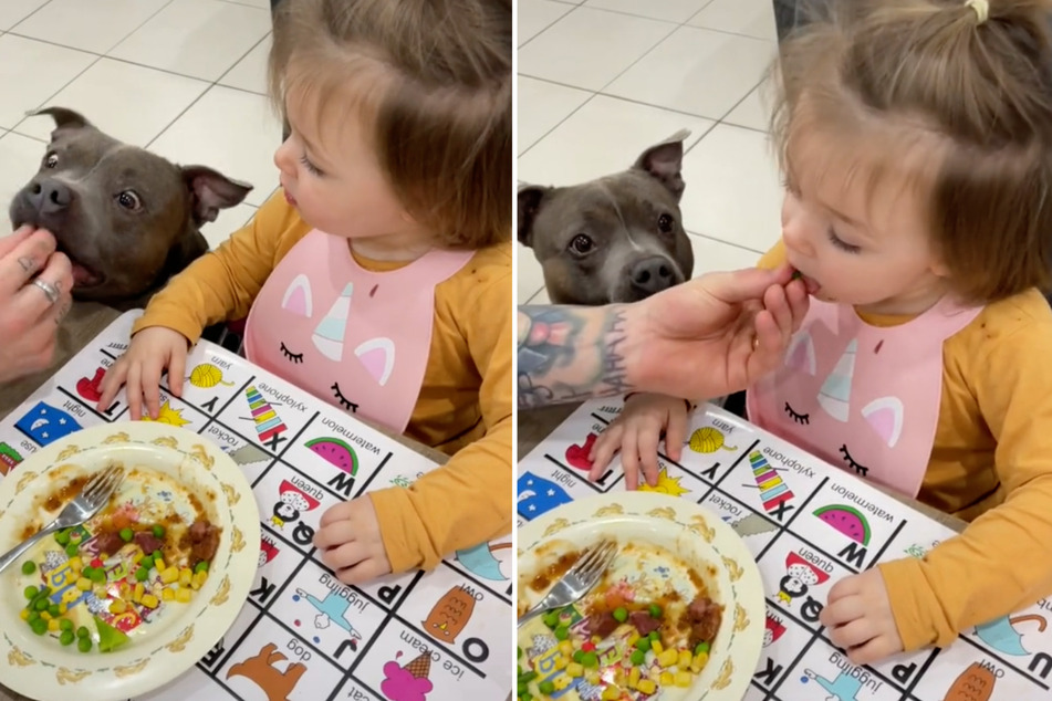 TikTok Kind isst nur Gemüse, wenn ihr Hund es zuerst probiert TAG24