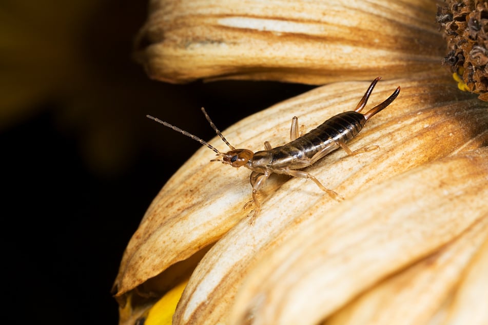 Ohrenkneifer im Garten: gut oder schlecht?