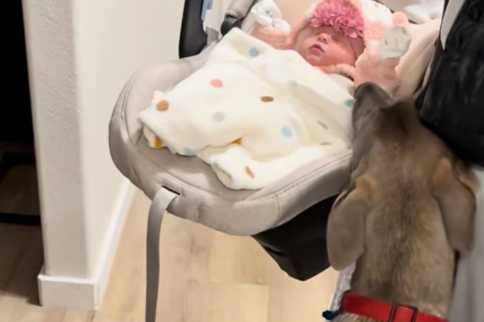 Schäferhund-Mix trifft zum ersten Mal auf Baby: Wie er reagiert, schockiert die Mutter