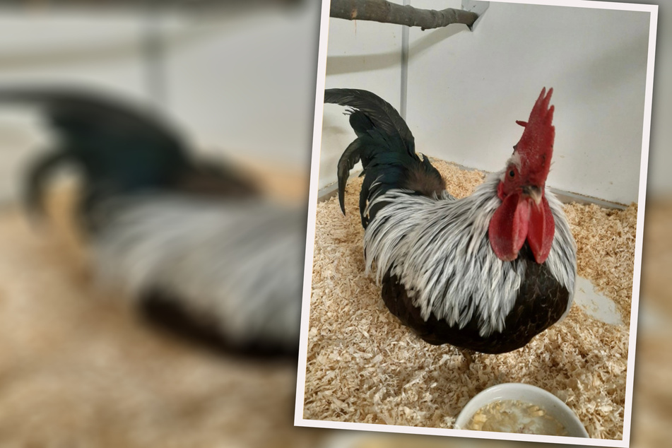 Wingman gesucht: Chanticleer braucht Partner mit Hühner-Erfahrung