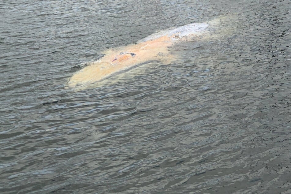 Ist es "Hartwin"? Polnische Wasserrettung eskortiert Wal