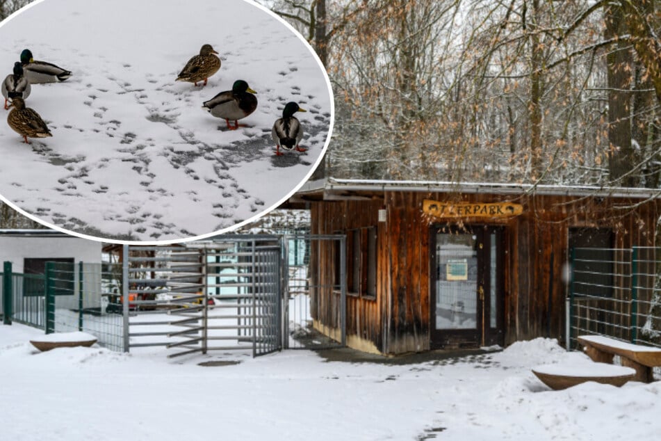 Chemnitz: Nach Vogelgrippe-Vorfall im Chemnitzer Tierpark: Wie geht's jetzt weiter?