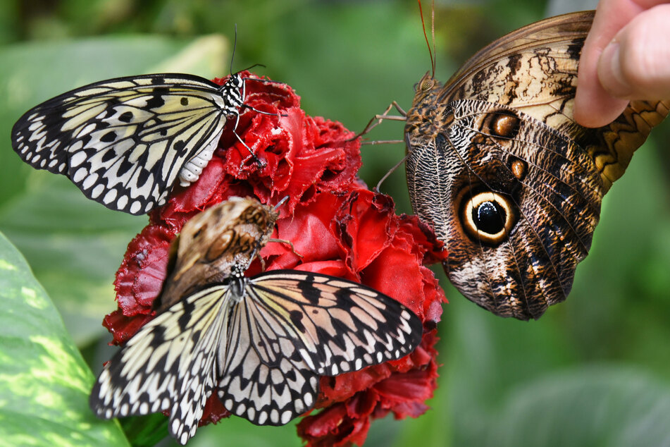 Die Schmetterlinge werden mit in Honig und Alkohol getränkten Blumen angelockt.