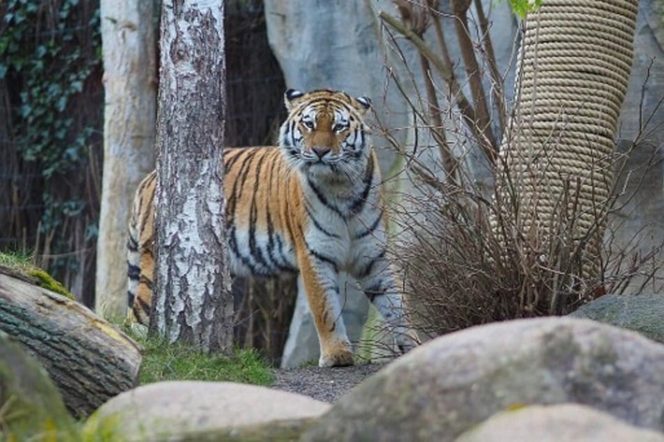 Armurtigerin Yushka hatte sich von ihrem Nachwuchs abgewandt. Der Zoo Leipzig sah sich daraufhin veranlasst, die Babys einschläfern zu lassen. (Archivfoto)