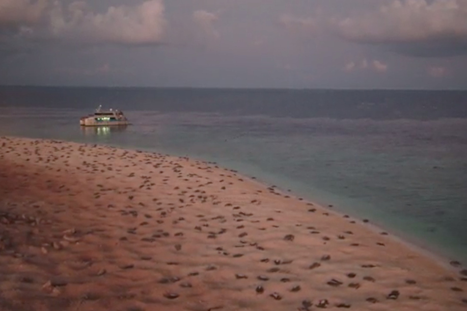 Schildkröten am Strand.