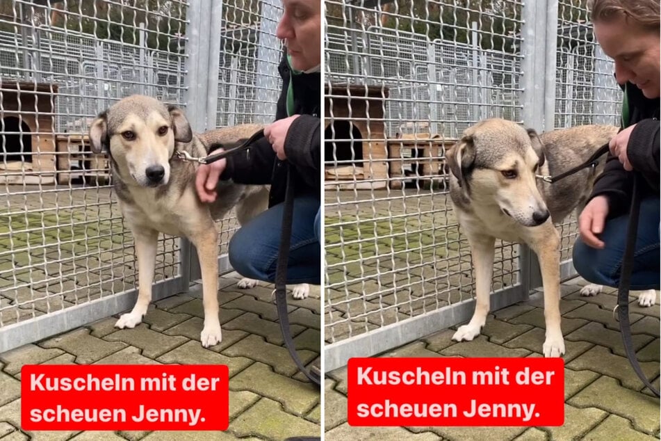 Hündin Jenny hofft auf ein liebevolles, neues Zuhause mit behutsamen Menschen. (Fotomontage)