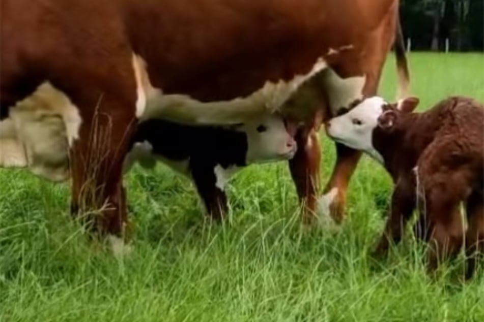 Mama Olivia kümmert sich fürsorglich um ihre Zwillings-Kälbchen Edda und Elmar.