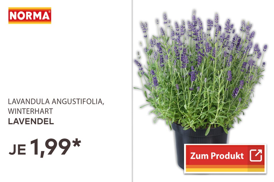 Lavendel für 1,99 Euro