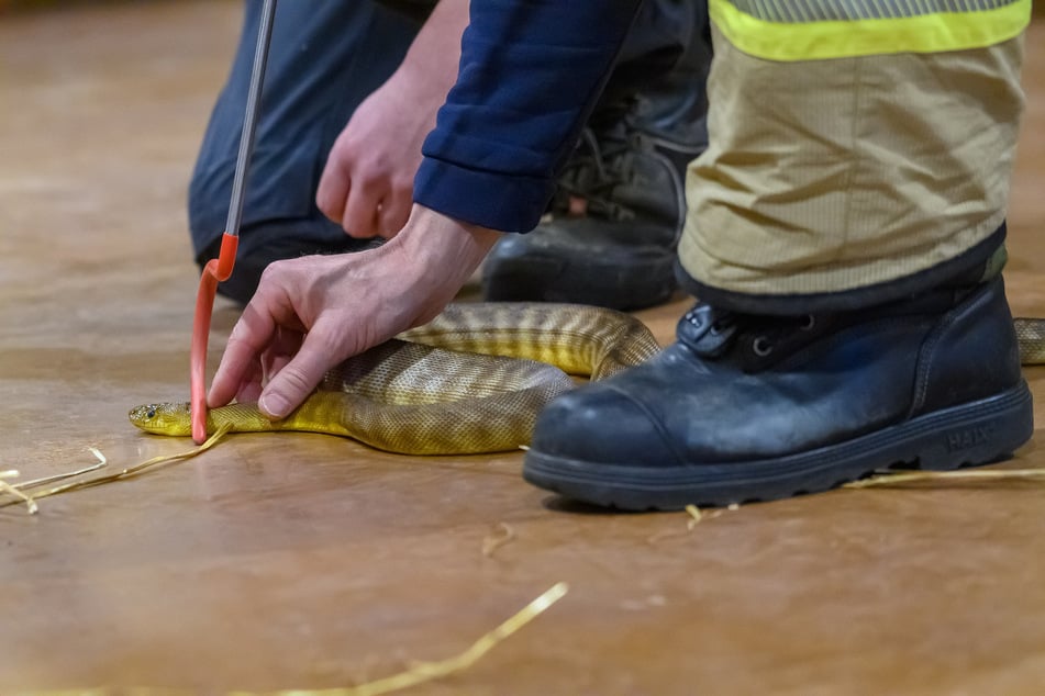 Immer mehr Menschen halten exotische Tiere zu Hause - das kann bei einem Einsatz potenziell gefährlich werden.