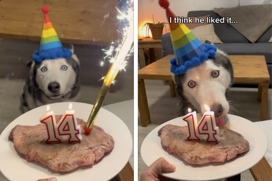 Zum krönenden Abschluss des Geburtstages gab es für Husky Jack ein fettes Steak.