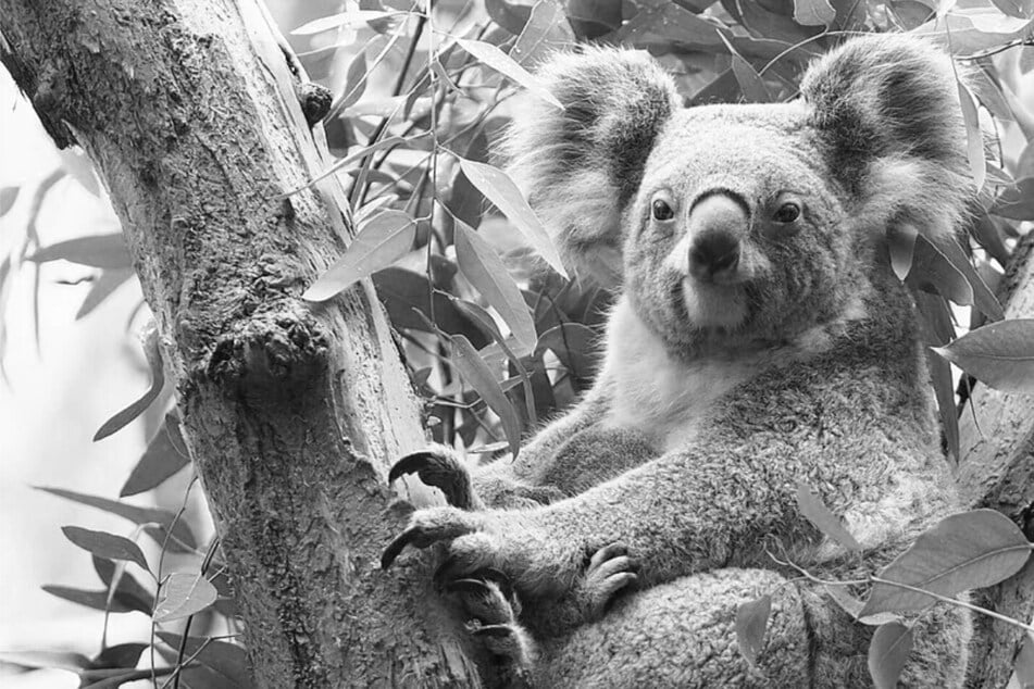 Große Trauer im Leipziger Zoo: Koala-Dame Mandie ist tot