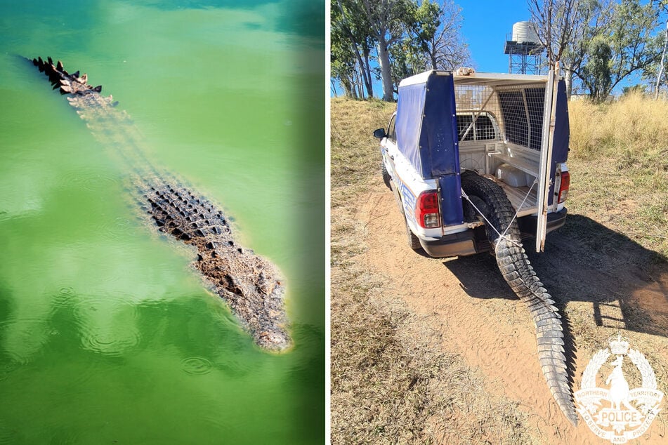 Krokodil macht Jagd auf Menschen und Hunde - Nun dient es als Festmahl