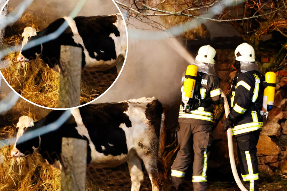 Chemnitz: Brennende Strohballen in Mittelsachsen: Feuerwehr rettet 38 Rinder