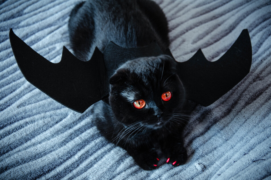 Want to dress your cat up this Halloween? Well, good luck with that! Better wear gloves.