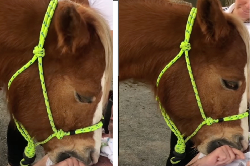 Horse makes a house call that moves Instragram users to tears