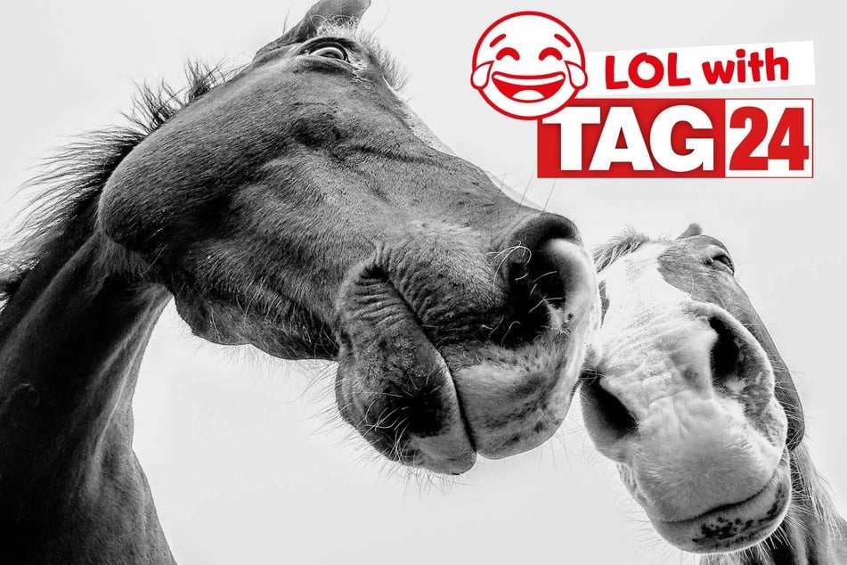 Joke of the Day for October 12, 2025: An animal funny for Sunday Funday