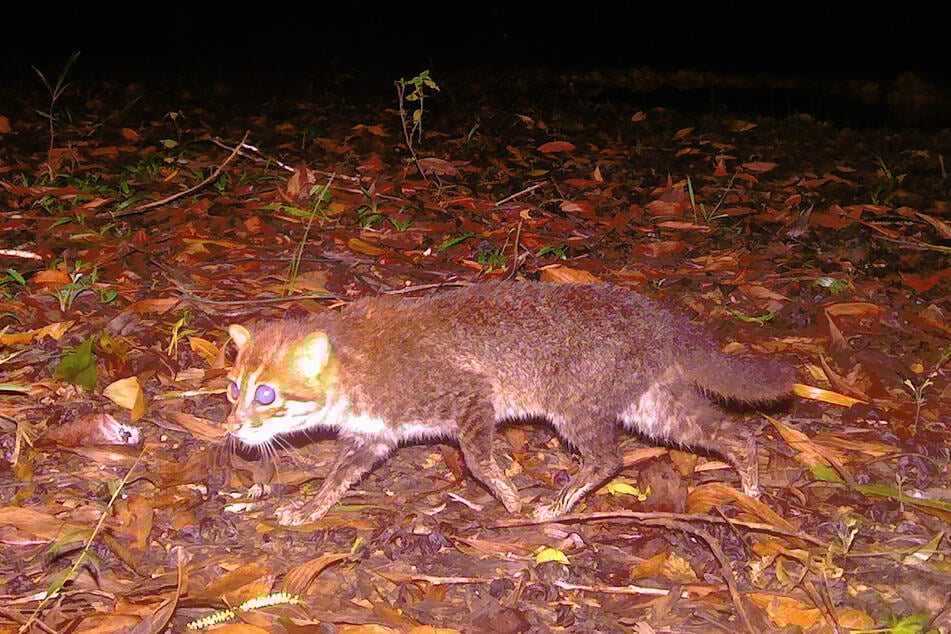 The flat-headed cat long feared extinct in Thailand has been rediscovered, nearly three decades after the last recorded sighting.