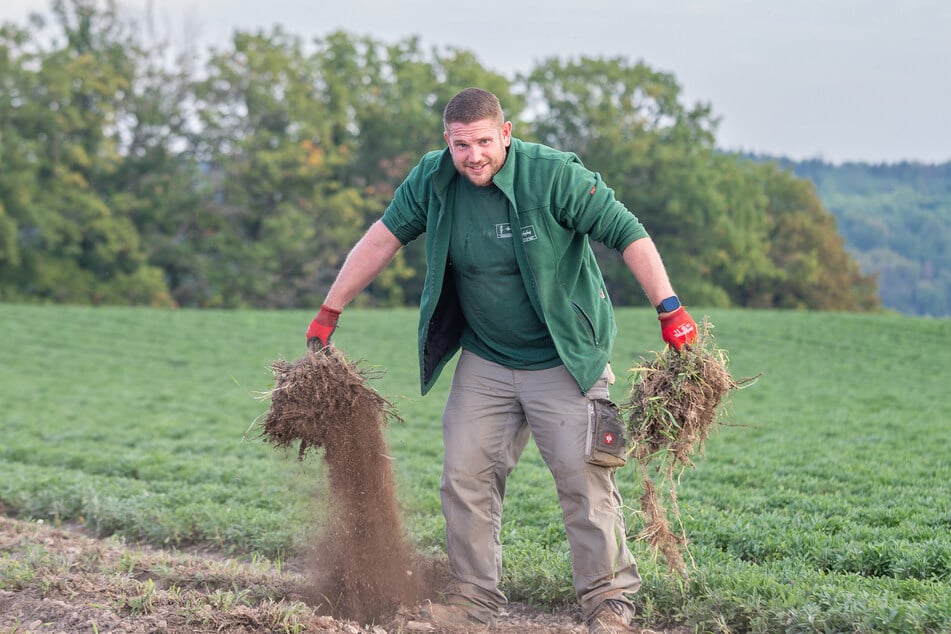 Bombastus-Mitarbeiter Lars Jungnickel (35) weiß: Wurzelernte ist viel Handarbeit.