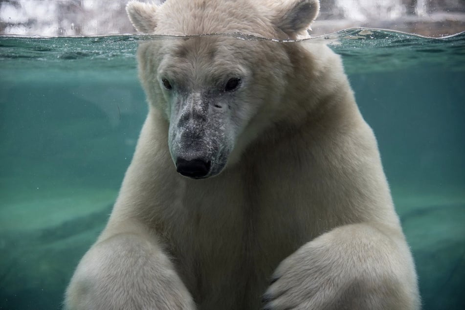 Eisbär Baffin ertrinkt nach einer tödlichen Verletzung durch seinen Artgenossen in einem kanadischen Zoo.