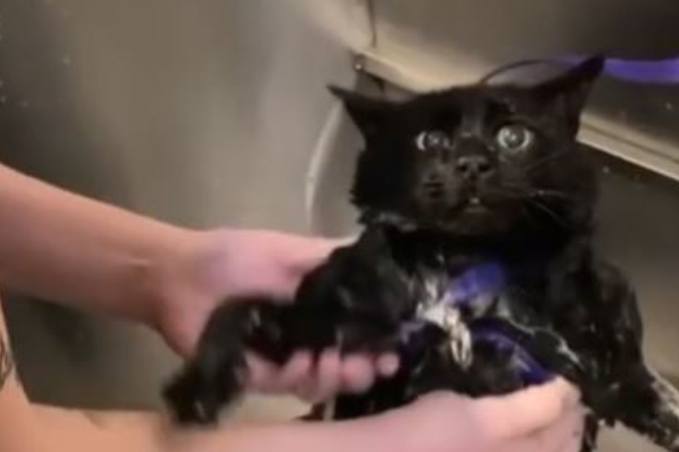 Katze wird von Friseurin gebadet: Ihre Reaktion rührt das Netz