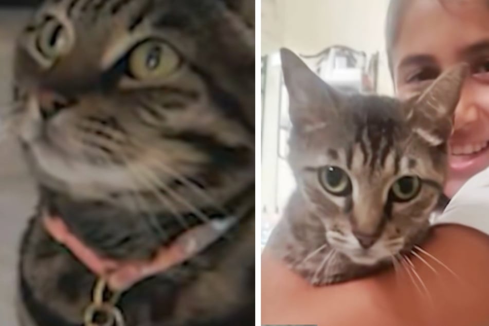 Der mutmaßliche Dieb behauptet, dass Katze Junie eigentlich ihm gehöre.