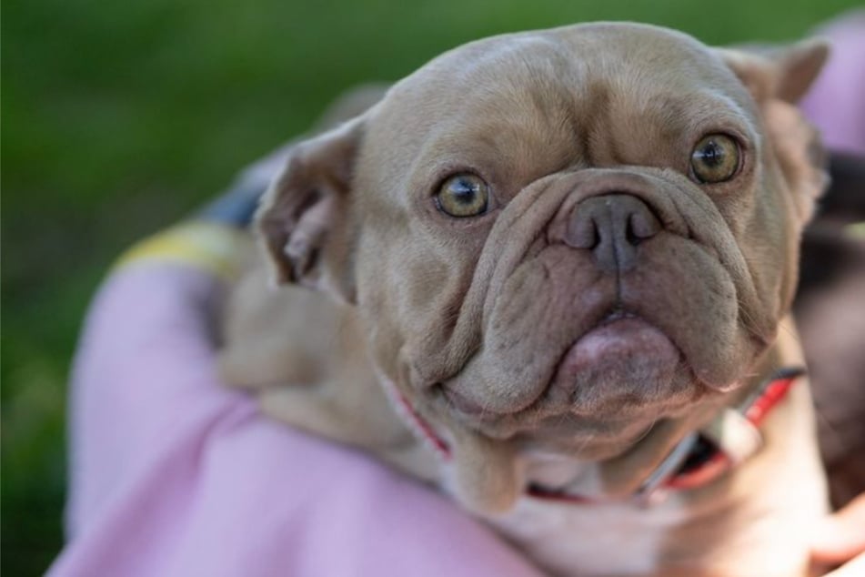 Keiner vermisst die junge Hündin: Süße Bulldogge sehnt sich nach einem neuen Zuhause