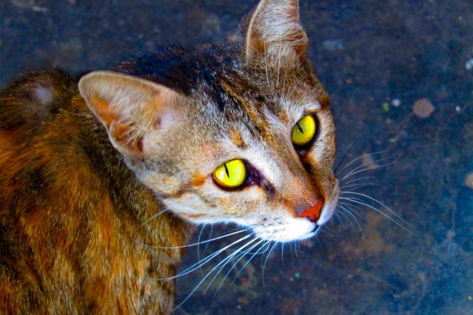 Zutraulich und ebenso selbstbewusst wird sich die kleine Ceylon-Katze gut in das Leben ihrer Besitzer integrieren.