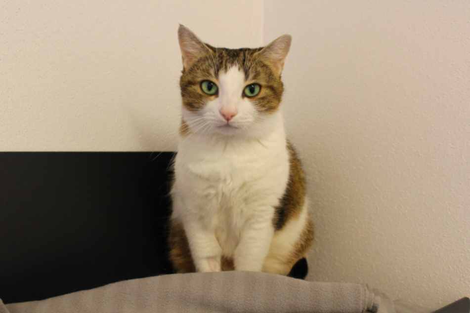 Katze Svenja.