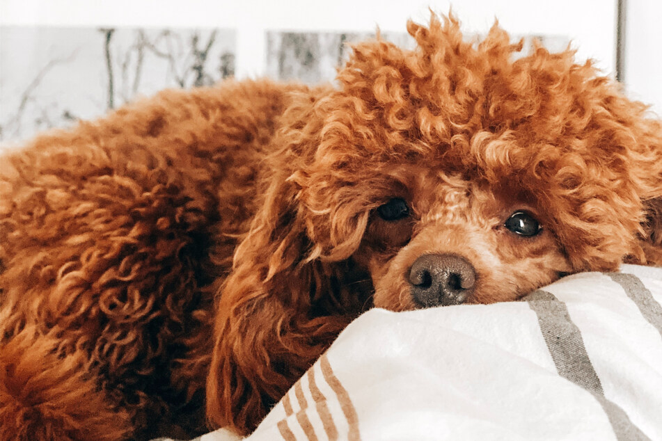 Poodles are crazy doggos, ridiculous and hilarious, and perfect for Instagram modeling gigs.