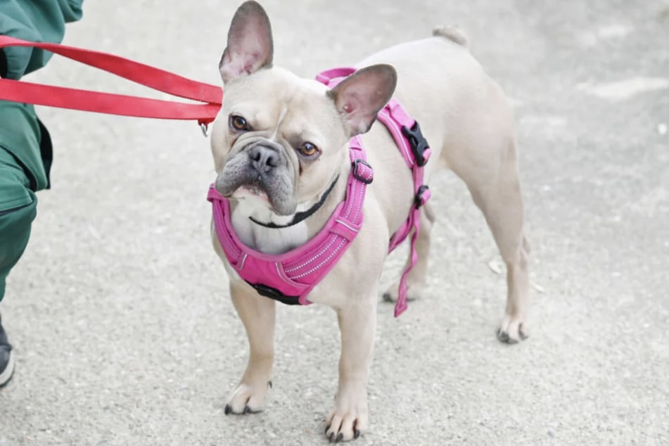 Eddy würde gerne noch etwas gelassener werden.