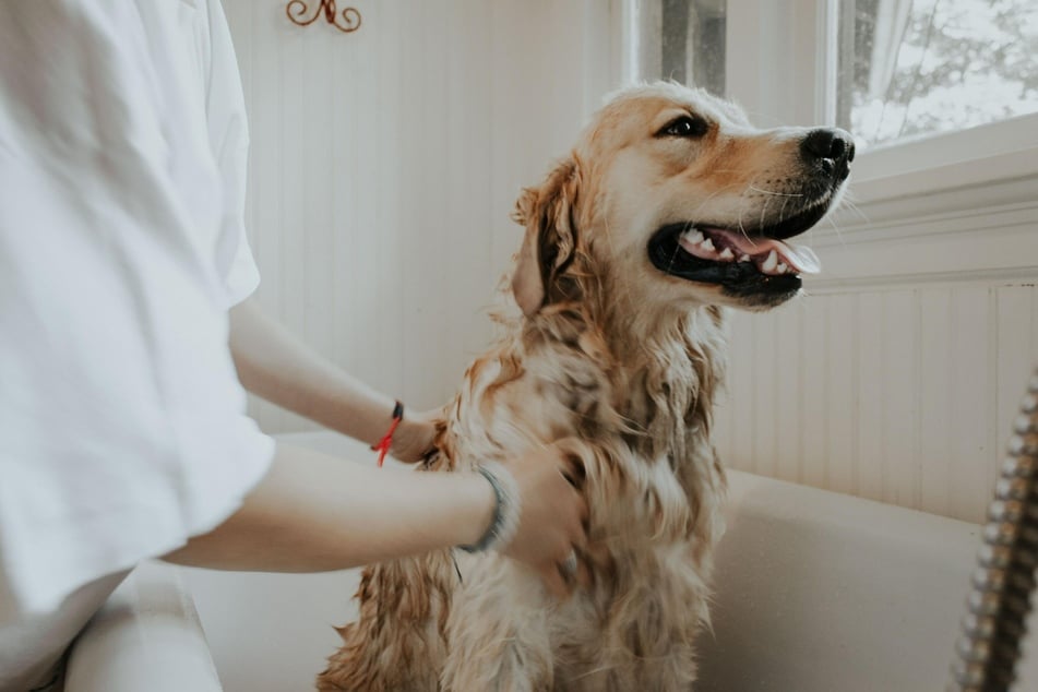 A bath with a special dog shampoo is particularly gentle on the dull coat and irritated skin (stock image).