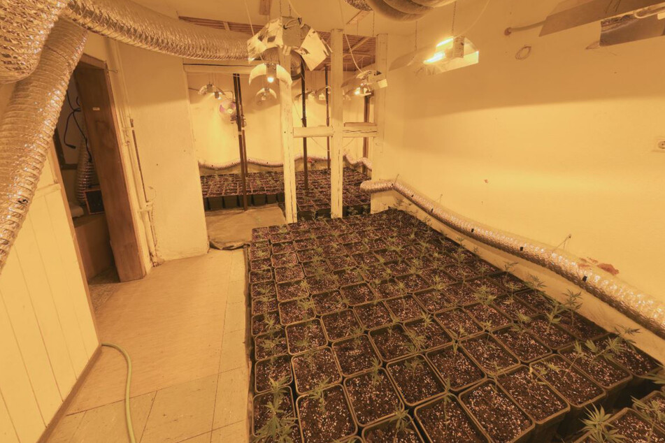 300 Marihuana-Setzlinge waren schon neu eingepflanzt worden. Weitere 2000 standen zudem bereit.
