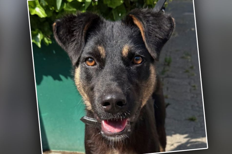 La perrita mestiza tiene solo seis meses y anhela un verdadero hogar.