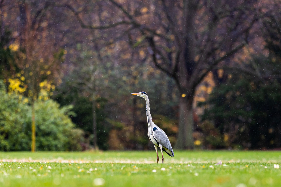 Ein Graureiher, auch Fischreiher genannt, steht bei Regenwetter auf einer Wiese im Park.