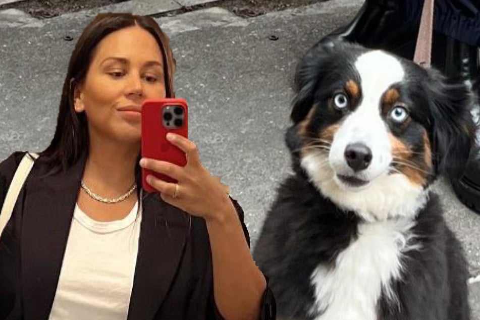 Dog's irresistibly sweet attempts to stop his human working wins the internet!