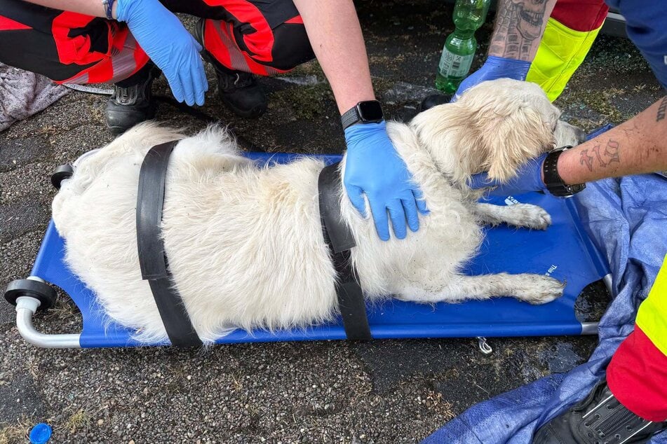 Der Golden Retriever wurde in eine Tierklinik transportiert.