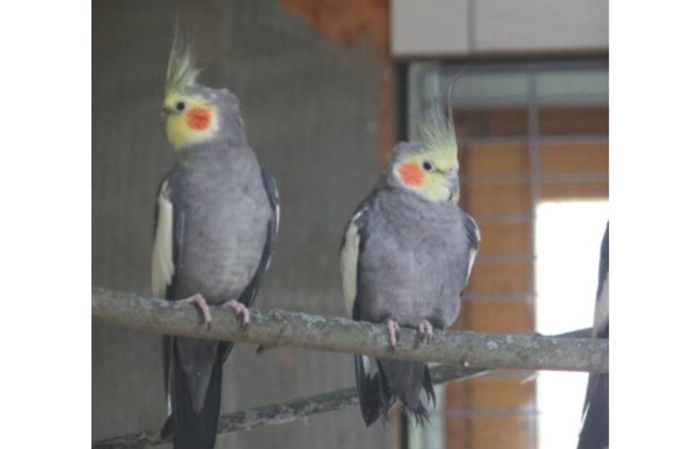Zwei Männchen konnten bereits vermittelt werden, vier suchen noch ein liebevolles Zuhause.