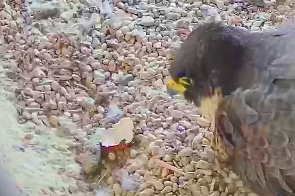 Nummer 1 ist da: Wanderfalken-Küken auf Nürnberger Kaiserburg geschlüpft