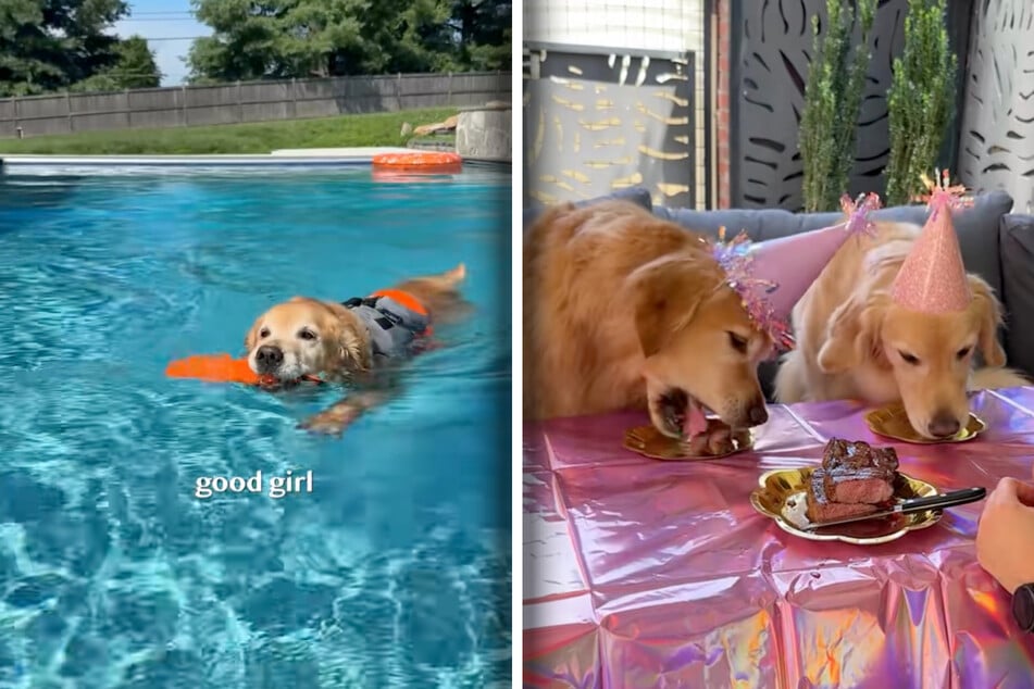 Bubolz lässt sich nicht lumpen, hat ein Haus mit Pool gemietet, in dem sich Ellie amüsieren darf. Artgenossin Emma bekommt natürlich etwas von ihrem Geburtstags-Steak ab.