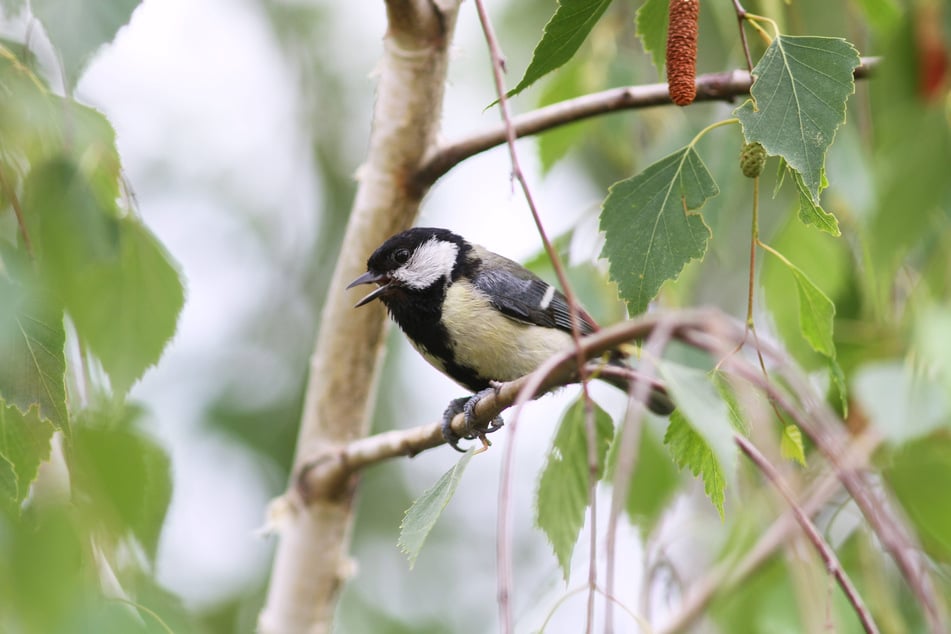 Bei der Vogelstimmenwanderung lernen Teilnehmende heimische Vogelarten anhand ihrer Rufe kennen. (Symbolfoto)