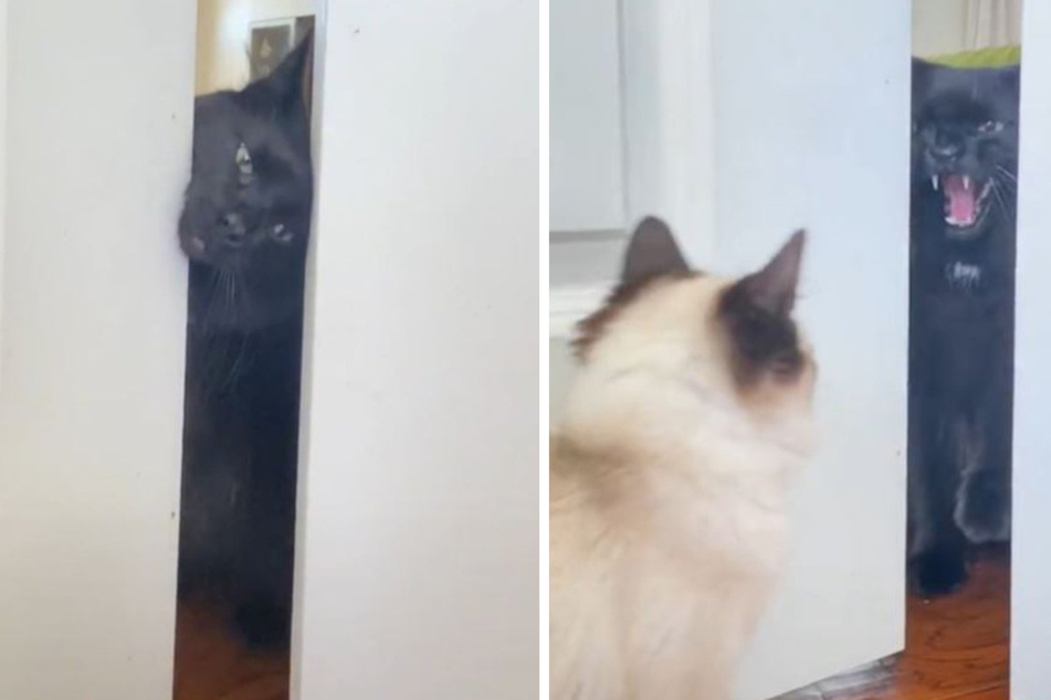 Cat and new kitten get off to a rocky start in furr-ocious TikTok