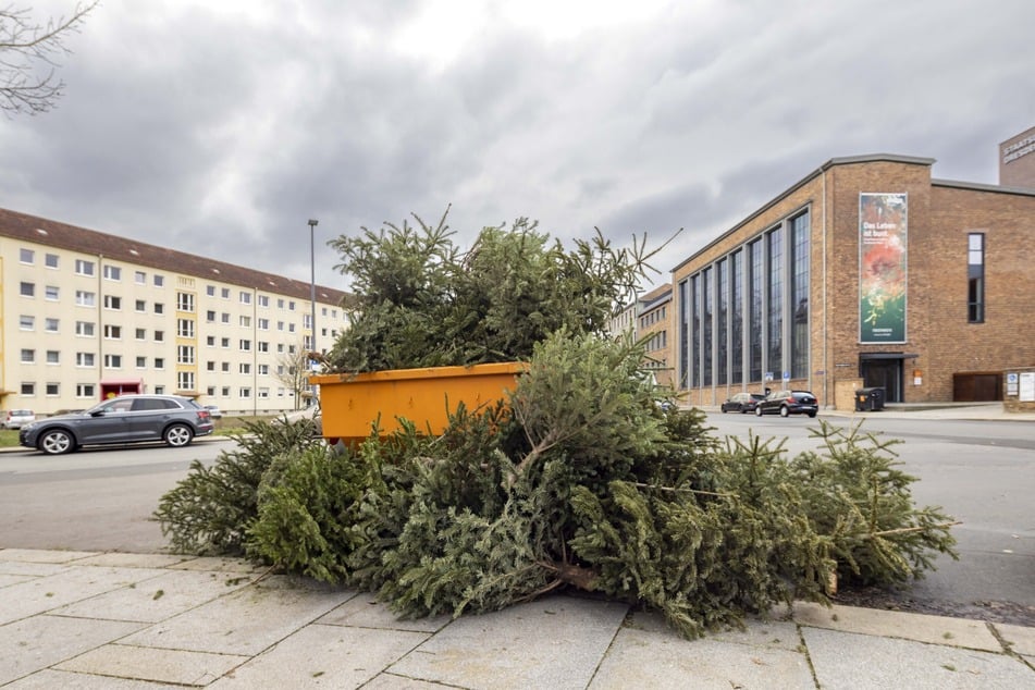 Ein überquellender Abladecontainer am Wettiner Platz: Viele Dresdner wollen ihre Bäume nun schnell loswerden. (Archivfoto)