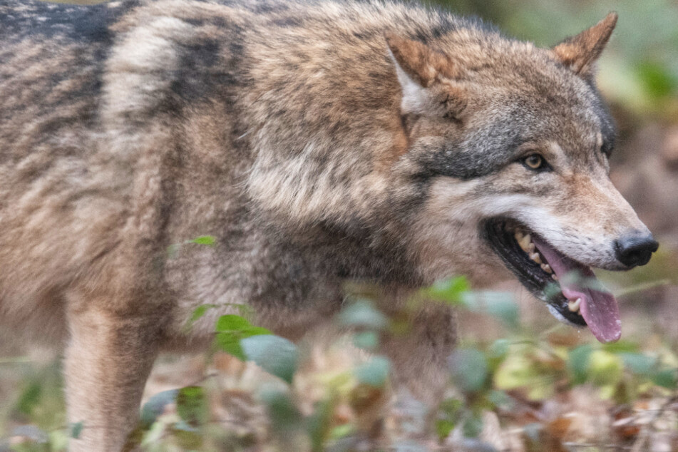 Der Wolf erobert Hessen: Bereits zwei Tiere leben dauerhaft bei uns