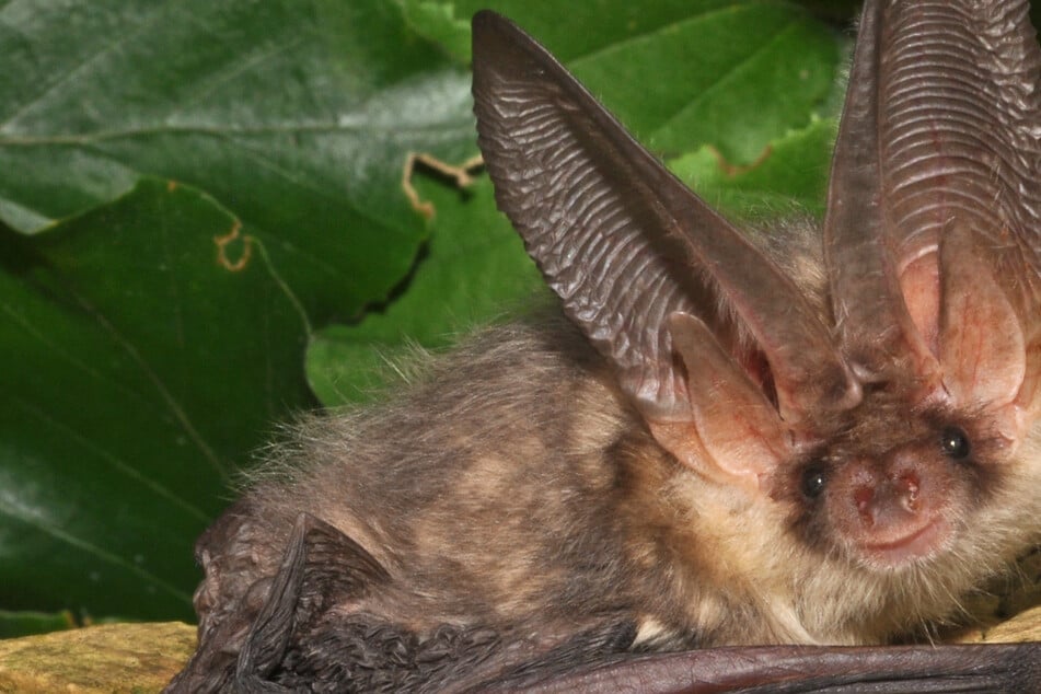 Hamburg Veranstaltungen: "BatNight" in Hamburg: Hier könnt Ihr Fledermäuse live erleben