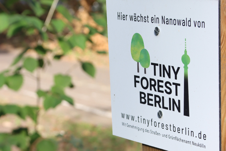 In Berlin, Hamburg und anderen Städten gibt es inzwischen 100 bis 2000 Quadratmeter große "Tiny Forest"-Oasen.